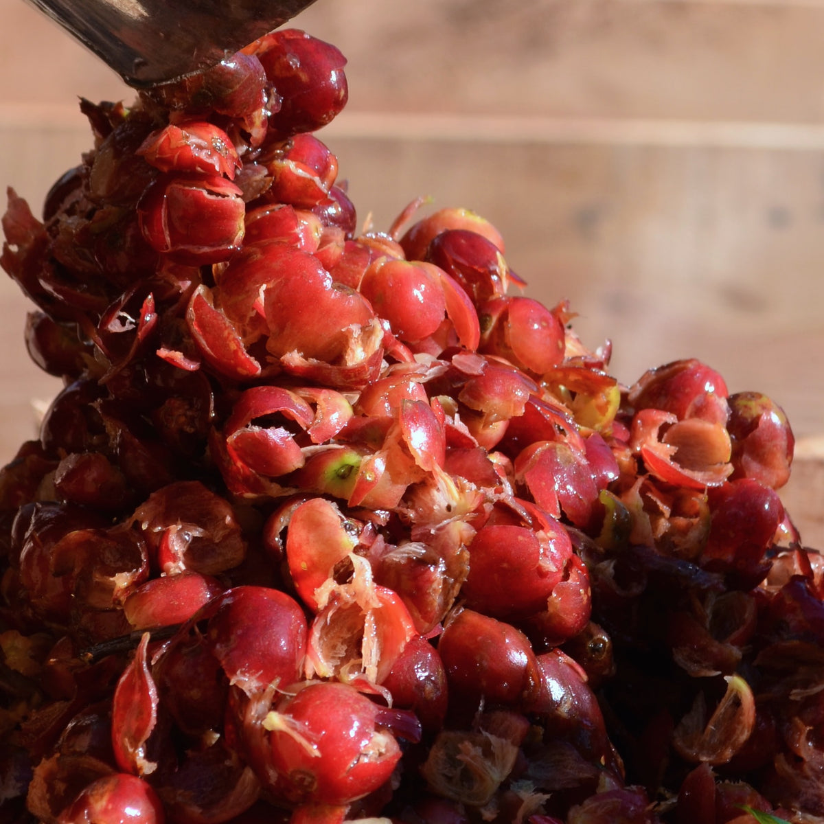CASCARA - Rwanda - Lavé